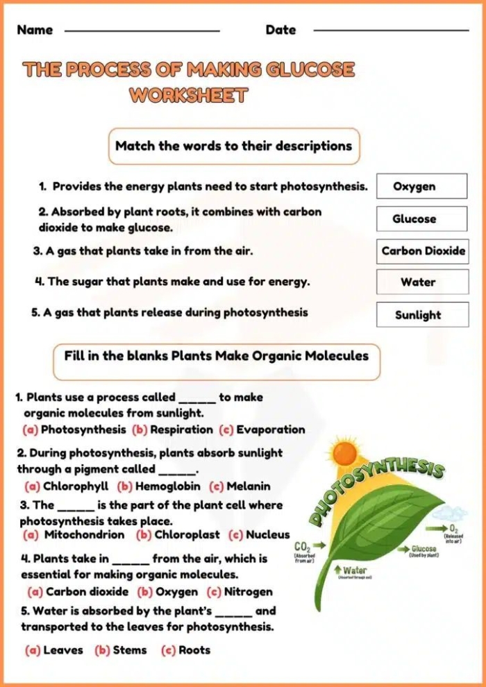 Photosynthesis for Kids worksheet featuring plant energy concepts for first graders 11 First grade science worksheet showing the stages of photosynthesis with simple plant diagrams