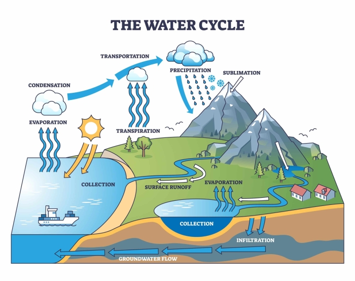 Worksheet on photosynthesis demonstrating matter cycling and energy flow for sixth graders