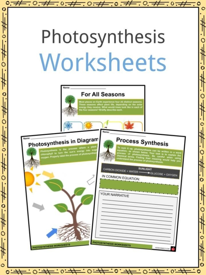 Engaging photosynthesis for kids worksheet designed for young learners. Colorful worksheet illustrating photosynthesis concepts for first graders.