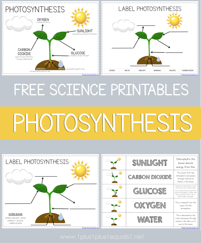Engaging Photosynthesis for Kids worksheet for young learners Colorful worksheet illustrating photosynthesis concepts for first graders