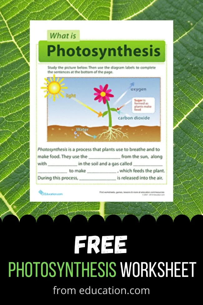 Engaging photosynthesis for kids worksheet for young learners Worksheet illustrating photosynthesis concepts for first graders