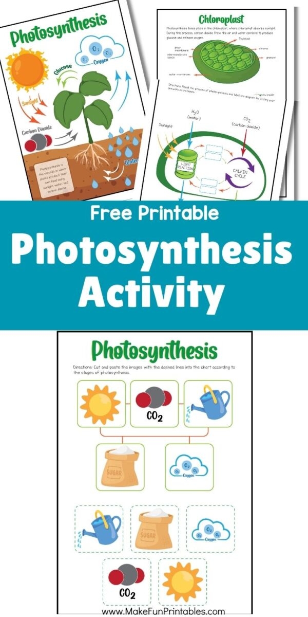 Photosynthesis for Kids Science Worksheet Number 20 First grade science worksheet showing the process of photosynthesis for children