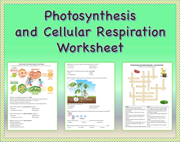 Photosynthesis for Kids Science Worksheet 19 First grade science worksheet showing the process of photosynthesis for children