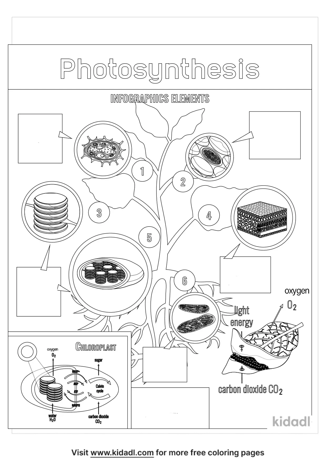 Coloring page worksheet illustrating photosynthesis for first graders