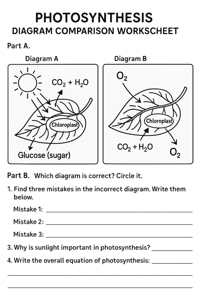 Photosynthesis fill-in-the-blank worksheet designed for fifth graders to enhance their understanding of life science concepts