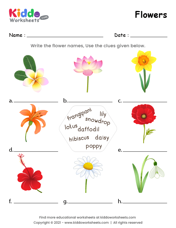 Pick a Flower Pictograph worksheet for Second Grade