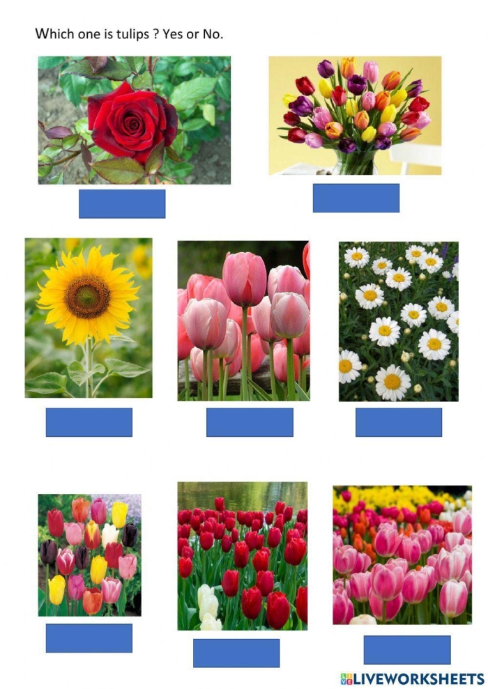 Pick a Flower Pictograph worksheet for Second Grade