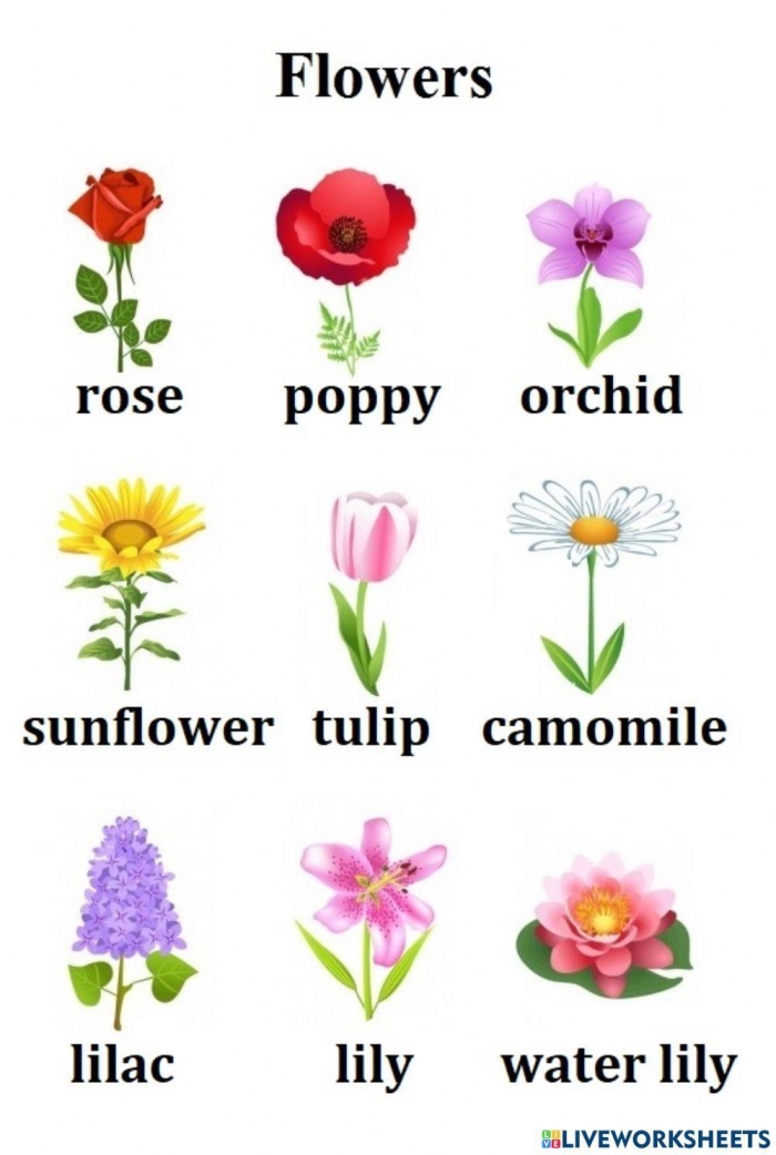Pick a Flower Pictograph worksheet for Second Grade