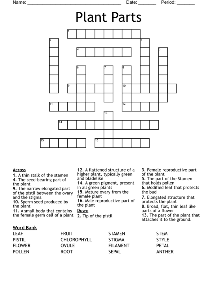 First grade plant parts crossword puzzle worksheet showing labeled plant anatomy