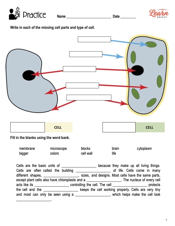 Illustration of a plant cell and animal cell showing organelles and labeled parts for fourth grade science learners