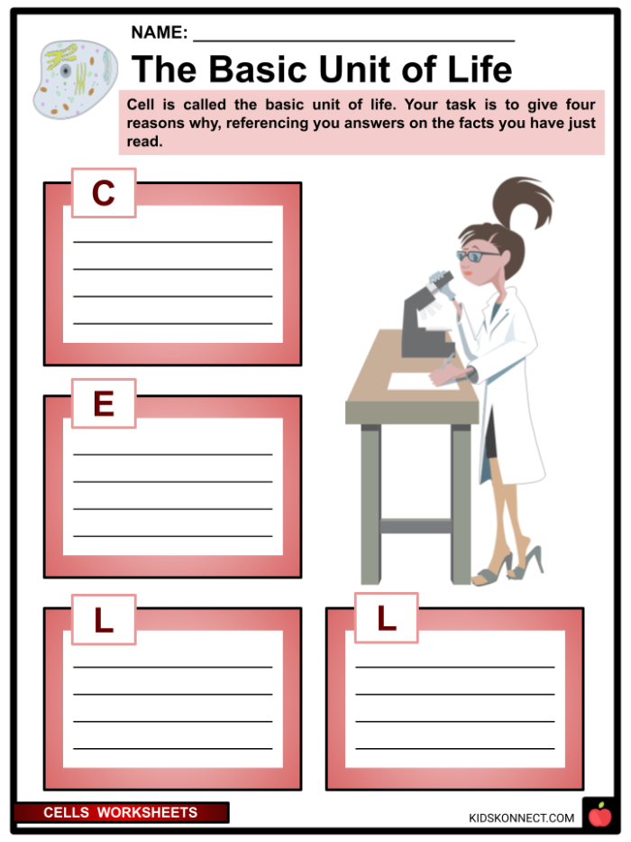 Fourth grade worksheet featuring a diagram of plant and animal cells for science study