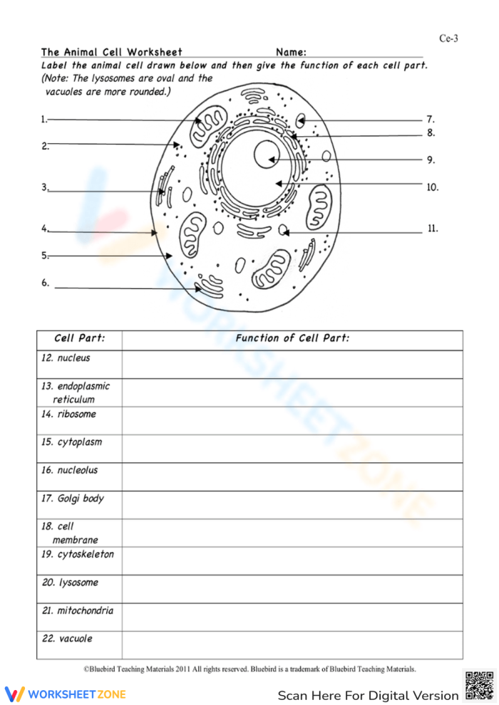 Detailed diagram comparing the unique structures of plant and animal cells for life science students