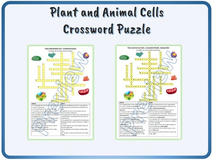 Third grade students completing a fun Life Science crossword puzzle about plant and animal cell vocabulary
