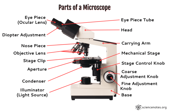 Diagram of a plant cell for sixth graders to label in a life science worksheet