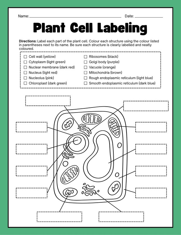 Diagram illustrating a Level 1 worksheet for labeling plant cells aimed at sixth graders