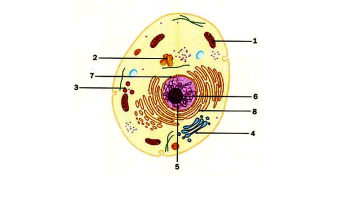Sixth grade science worksheet featuring a detailed diagram of a plant cell for students to label correctly