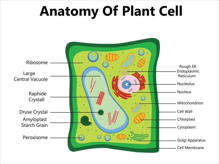 Diagram of a plant cell with labeled parts showing nucleus, cell wall, chloroplast, and vacuole for sixth grade students to identify and learn about cellular structures