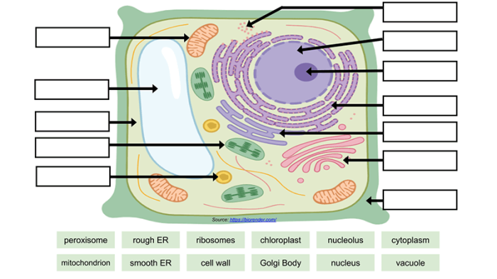 Sixth grade students labeling the organelles of a plant cell on a biology worksheet
