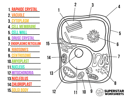 A diagram of a plant cell featuring various organelles for students to label in this sixth grade life science activity.