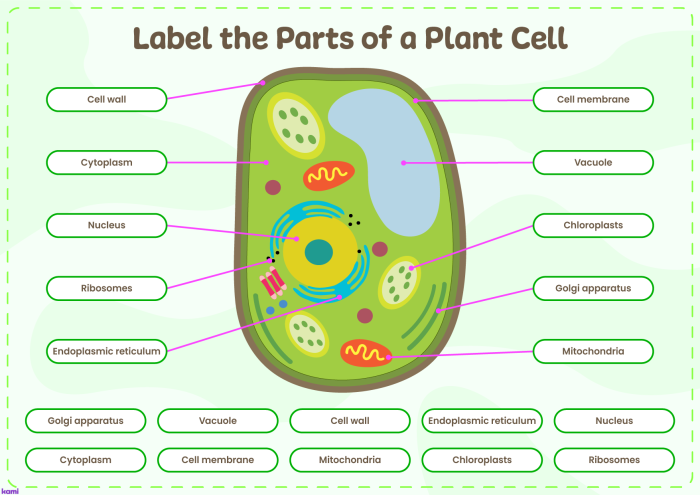 Sixth grade life science worksheet featuring a detailed plant cell diagram for labeling exercises
