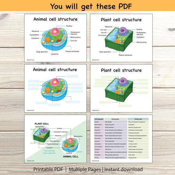 Sixth grade students labeling the parts of a plant cell on a biology worksheet