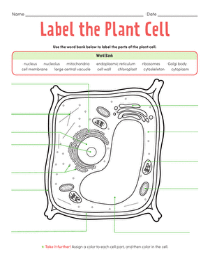 Diagram of a plant cell with labeled structures including nucleus, chloroplast, cell wall, and vacuole for sixth grade biology students