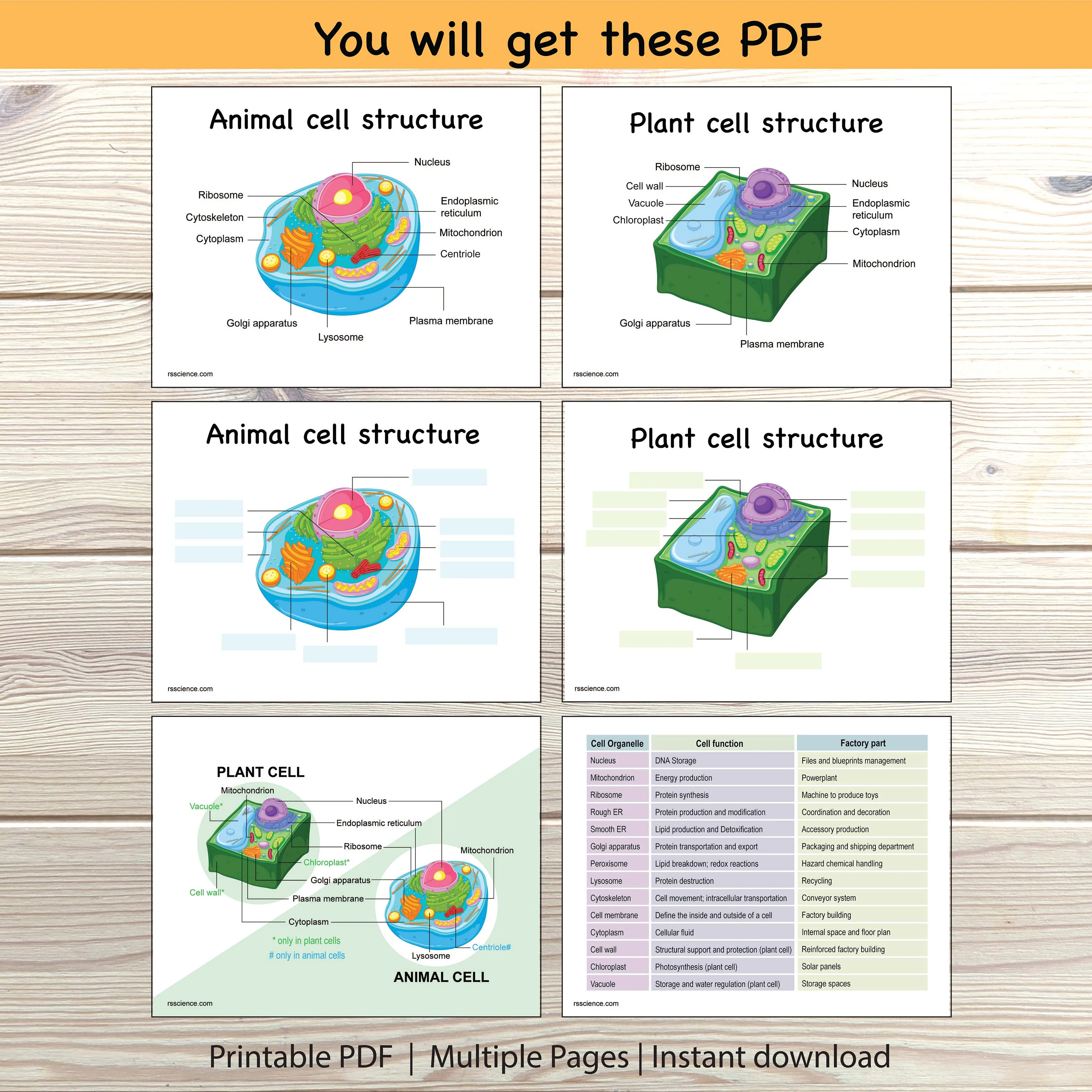 Sixth grade science worksheet for labeling plant cell structures and organelles