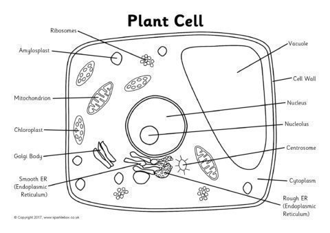 Sixth grade student labeling internal structures of a plant cell diagram with organelles and cell parts