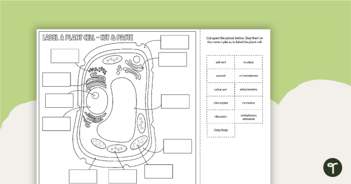 Diagram showing labeled parts of a plant cell with blank lines for students to identify cellular structures and organelles