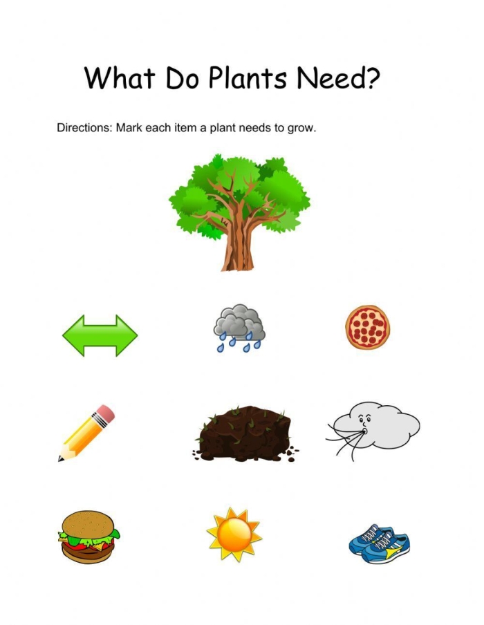What Do Plants Need worksheet for first grade science students 12 First grade science worksheet asking children to identify what plants need to grow