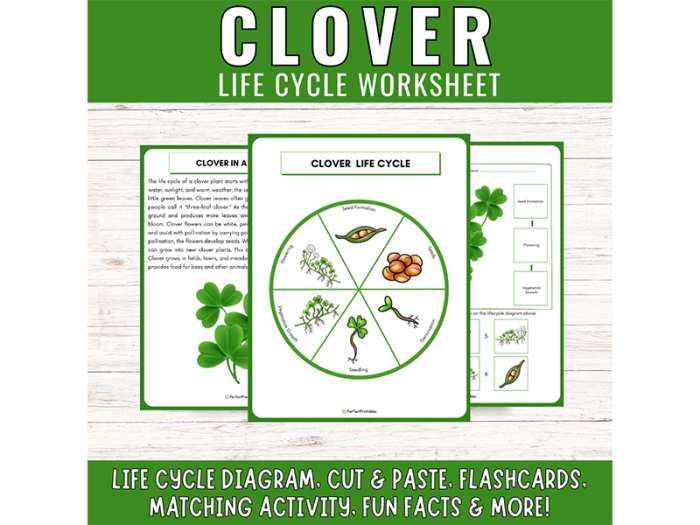 Kindergarten student using printable flash cards to practice counting and the plant life cycle in sequence