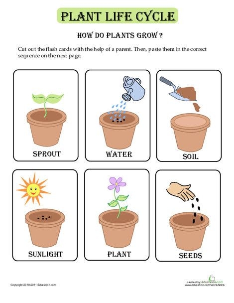 Plant Life Cycle Flash Cards for Kindergarten, focusing on counting and sequencing skills