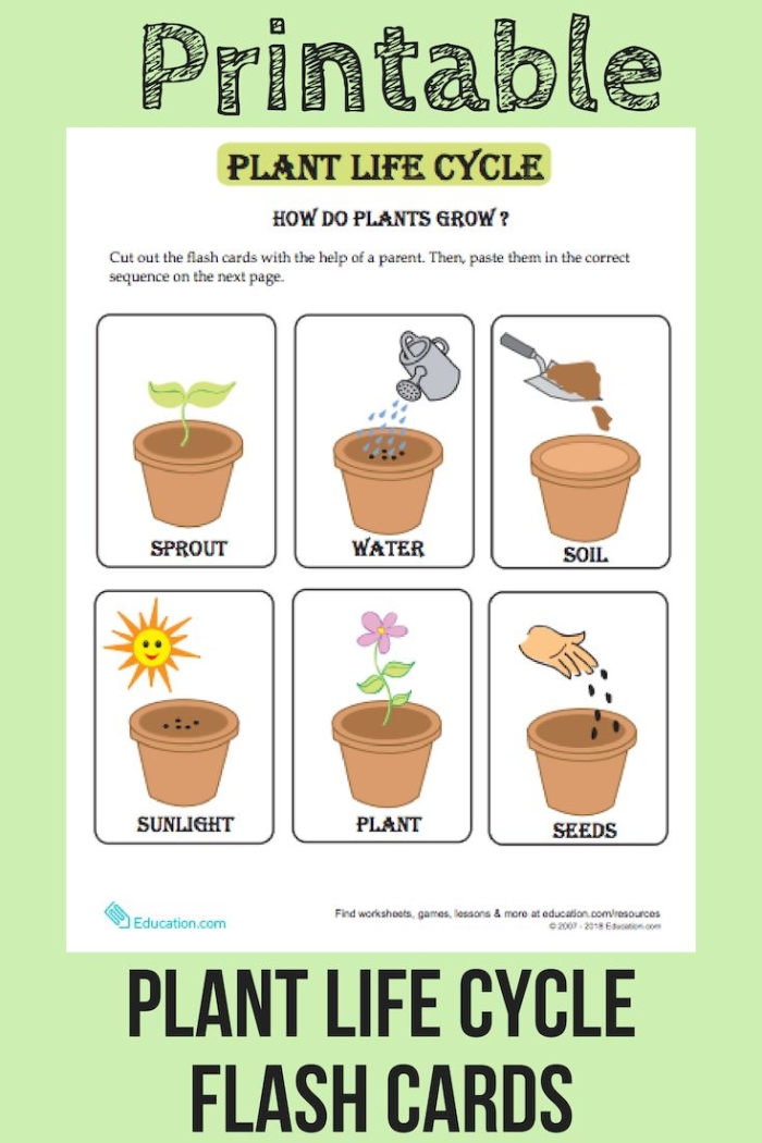 Colorful Plant Life Cycle Flash Cards designed for kindergarten students to enhance counting and sequencing skills