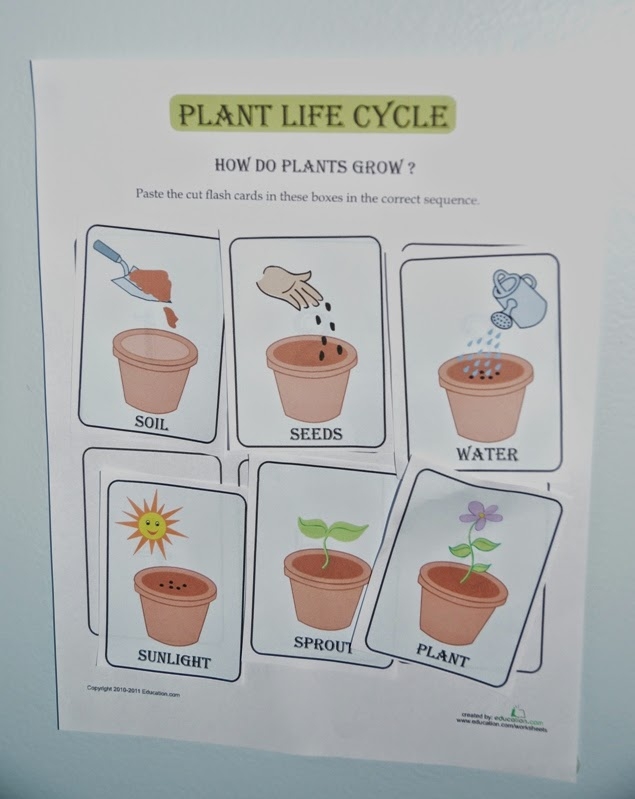 Colorful flash cards illustrating the plant life cycle, designed to enhance counting and sequencing skills for kindergarten students. Plant Life Cycle Flash Cards for Numbers and Counting in Kindergarten.