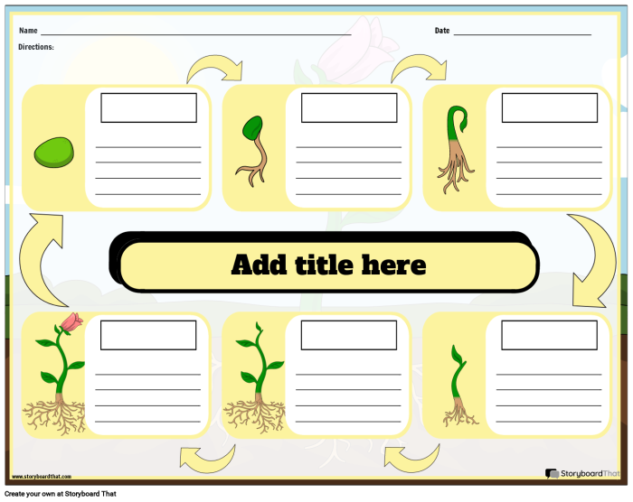 First grade biology worksheet illustrating the various stages of the plant life cycle in sequence