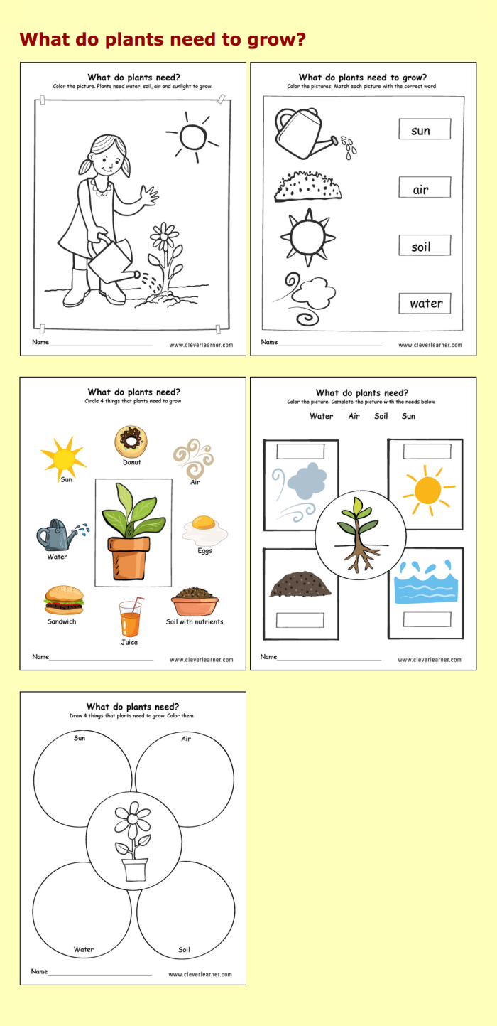 Kindergarten worksheet illustrating the step-by-step life cycle of a plant for phonics practice