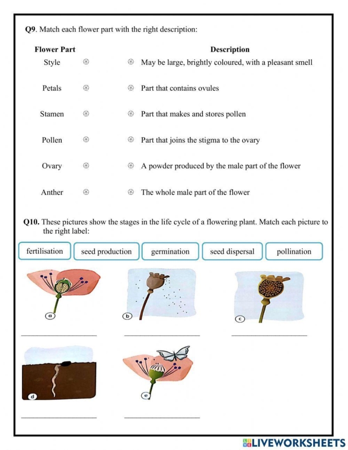 First grade students identifying the growth stages of a flower on this plant life cycle worksheet