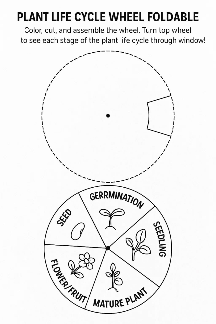 First grade student organizing the sequence of a plant life cycle worksheet