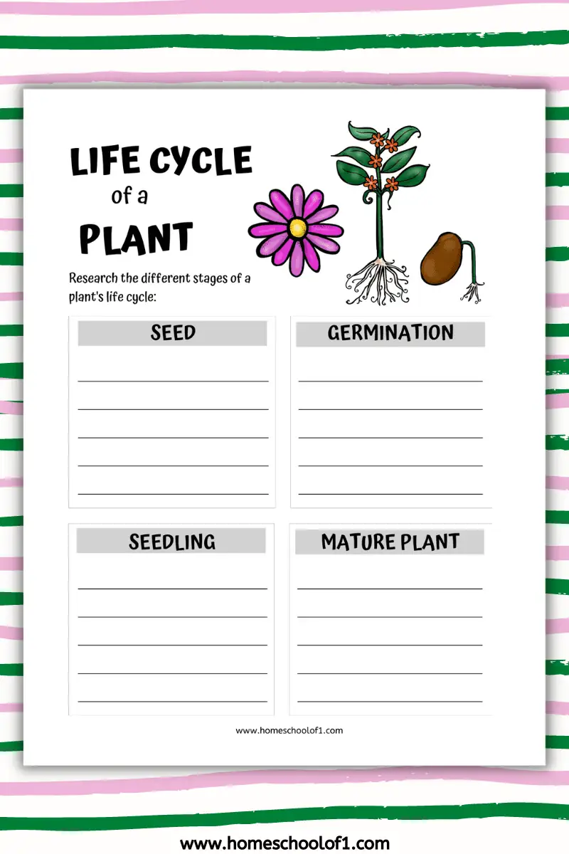 First grade students arranging plant life cycle stages in sequential order on a biology worksheet