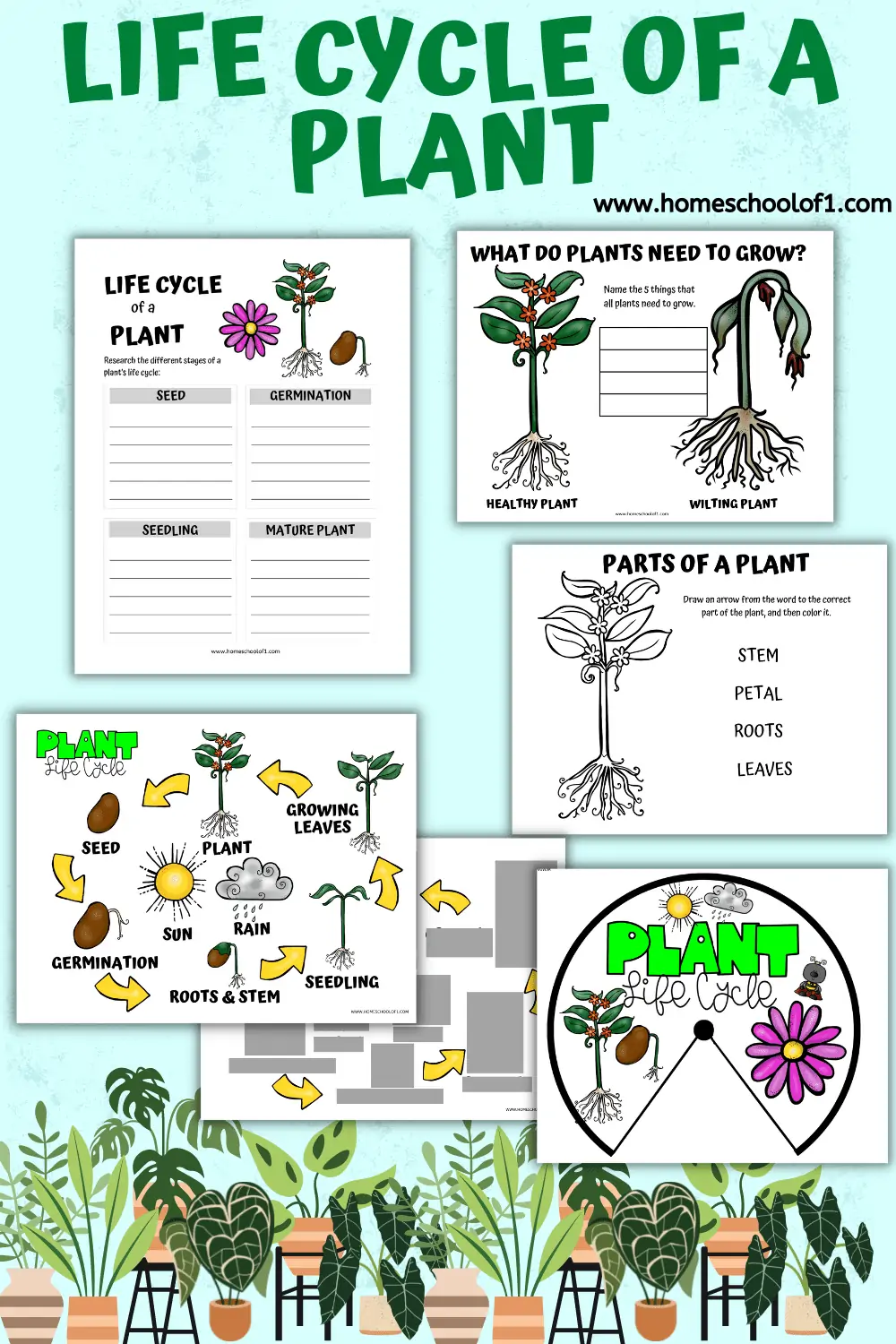 First grade student arranging illustrations of plant growth stages in sequential order on a biology worksheet