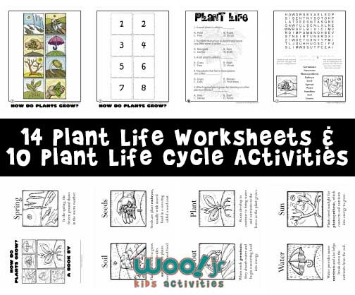 Colorful illustration of a worksheet explaining how plants grow for kindergarten students