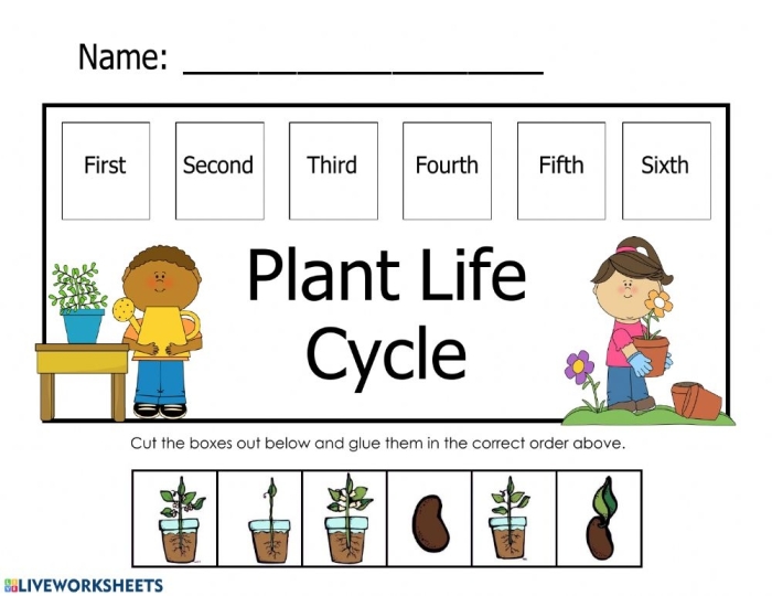 First grade student working on a plant life cycle sequencing activity sheet