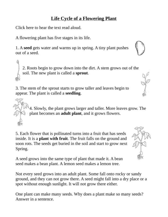 First grade student arranging plant life cycle stages in sequential order on a worksheet
