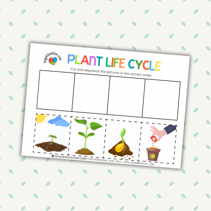 First grade plant life cycle worksheet with numbered stages to arrange