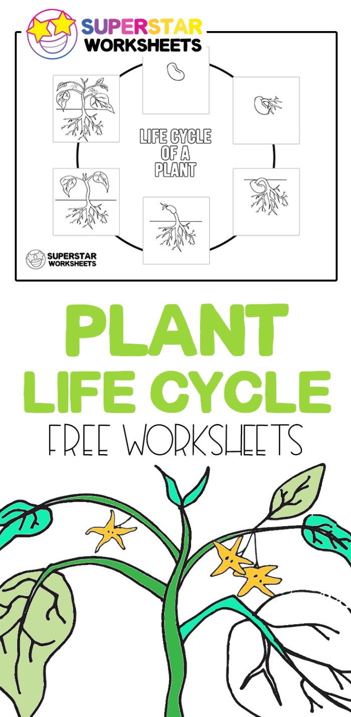 First grade worksheet showing different stages of a plant life cycle for students to organize