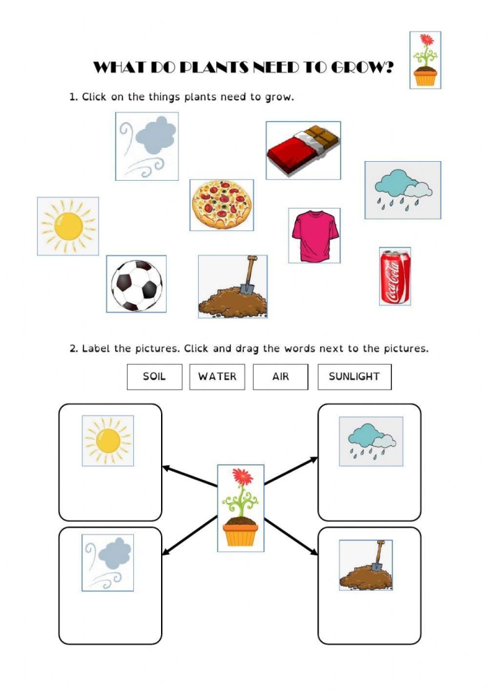 What Do Plants Need educational worksheet for young learners exploring plant requirements 23 First grade students identifying plant needs with sunlight soil water and other items worksheet activity 23