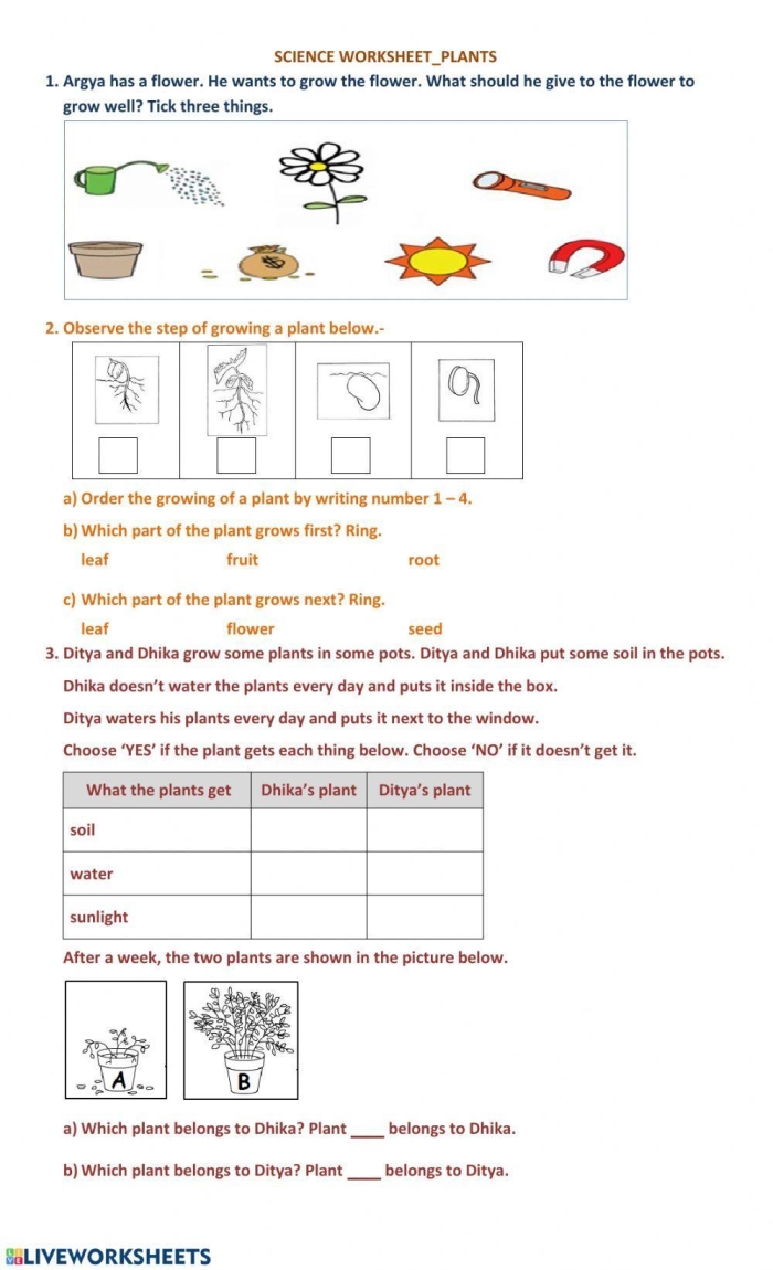 What Do Plants Need Worksheet for First Grade Activity 6 First grade worksheet focusing on what plants need to survive featuring illustrated items for students to identify