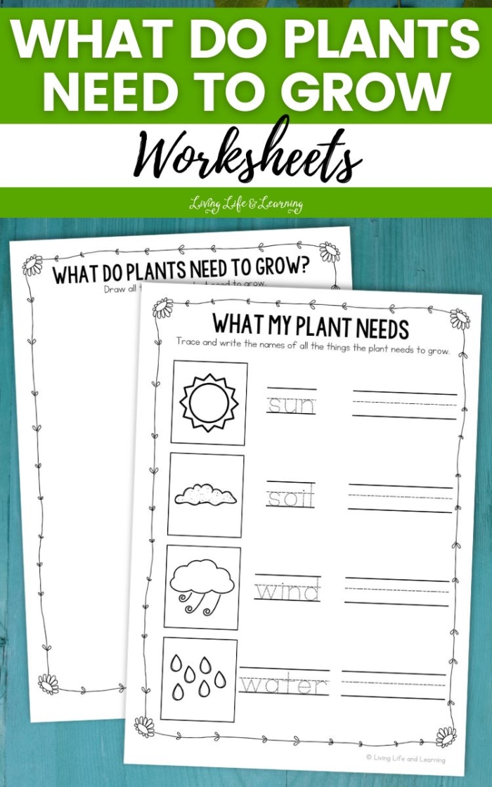 What Do Plants Need worksheet for first grade science students First grade science worksheet identifying the essential elements for plant growth