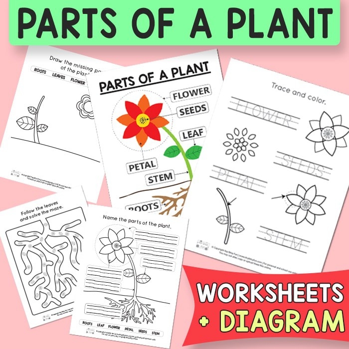 Plant anatomy activity for beginning letter recognition in pre-K reading practice Missing letters worksheet showing plant parts with blank spaces for preschoolers to practice alphabet sounds