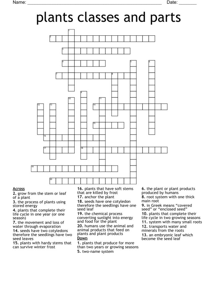 First grade student completing a plant parts crossword puzzle worksheet about biological functions